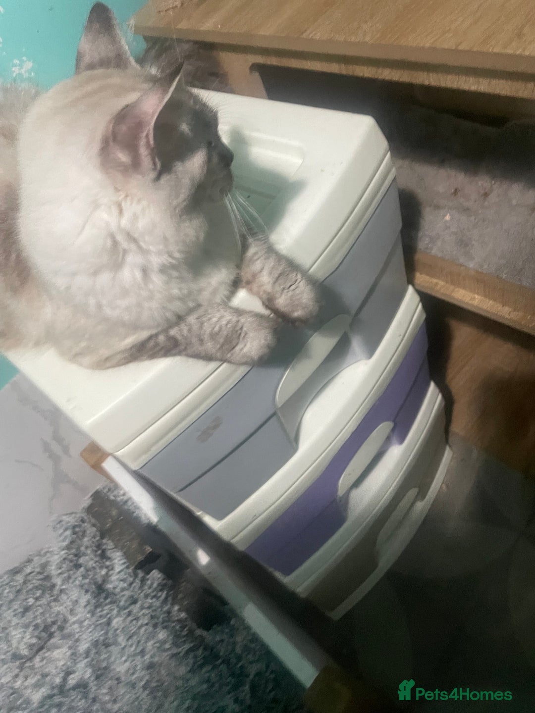 Ragdoll cats for sale: Beautiful ragdoll kittens  - Advert 17