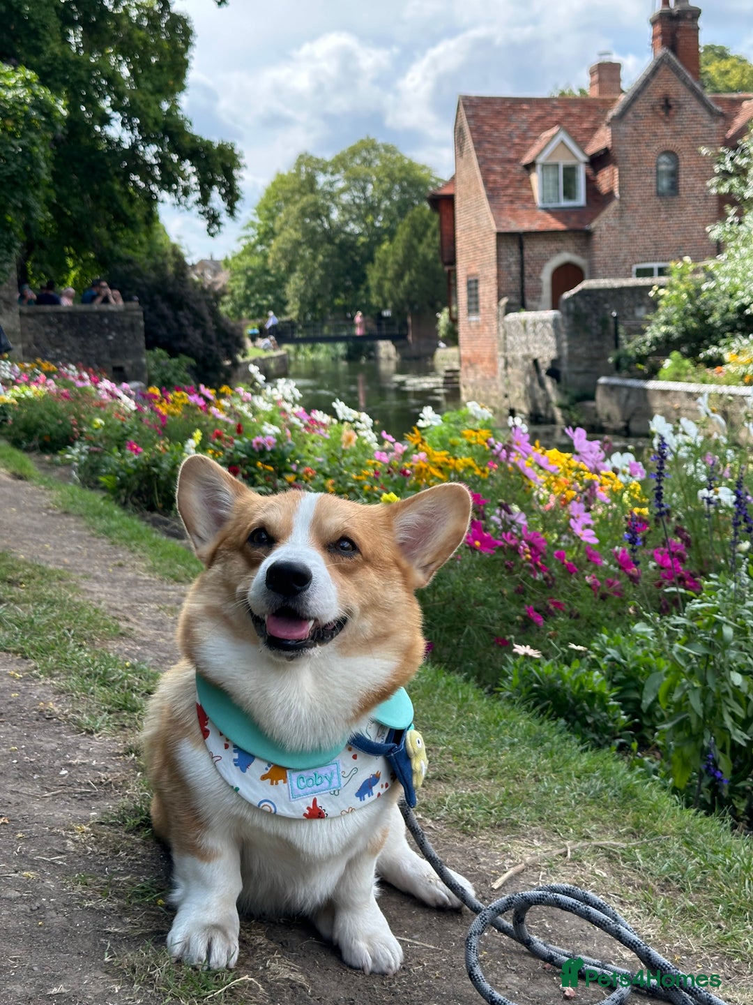 Welsh Corgi Pembroke dogs for stud: KC reg Welsh Pembroke Corgi for stud - Advert 2