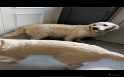 Golden Retriever dogs for sale: 4 Year Old Female Cream Golden Retriever  - Image 8