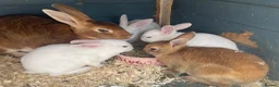 Rex rabbits for sale: 💖Pure bred mini Rex💖 - Advert 11