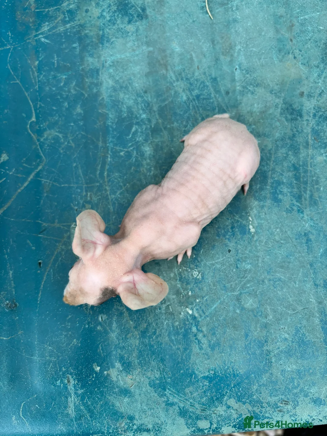 Guinea Pig rodents for sale: Guinea Pigs looking for their forever home - Advert 7
