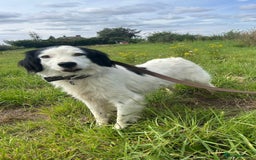 Mixed Breed dogs for adoption: Spotty - Norwich Norfolk  - Image 17