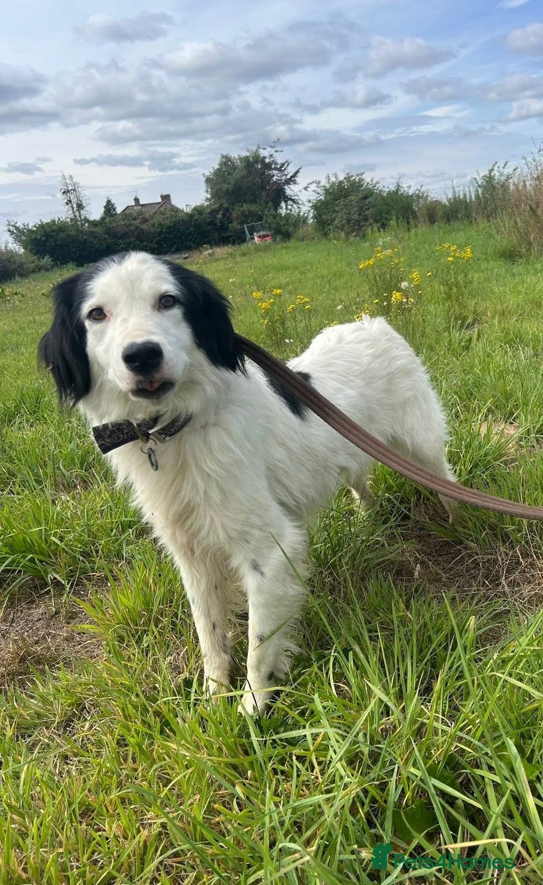 Mixed Breed dogs for adoption: Spotty - Norwich Norfolk  - Image 17