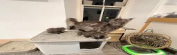 Maine Coon cats for sale: 2 Full Pedigree Maine Coon Kittens  - Advert 8