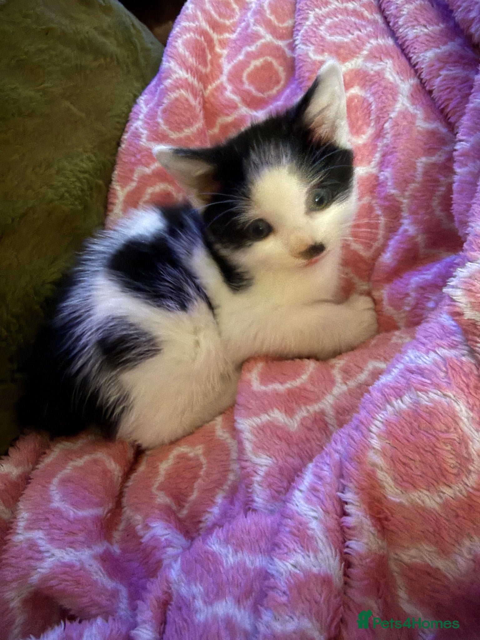 Mixed Breed cats Kittens for sale £70 - £150 Manchester - Advert 6