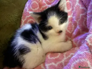 Mixed Breed cats Kittens for sale £70 - £150 Manchester - Advert 6