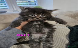Mixed Breed cats for sale: Fluffy Kittens - Image 4