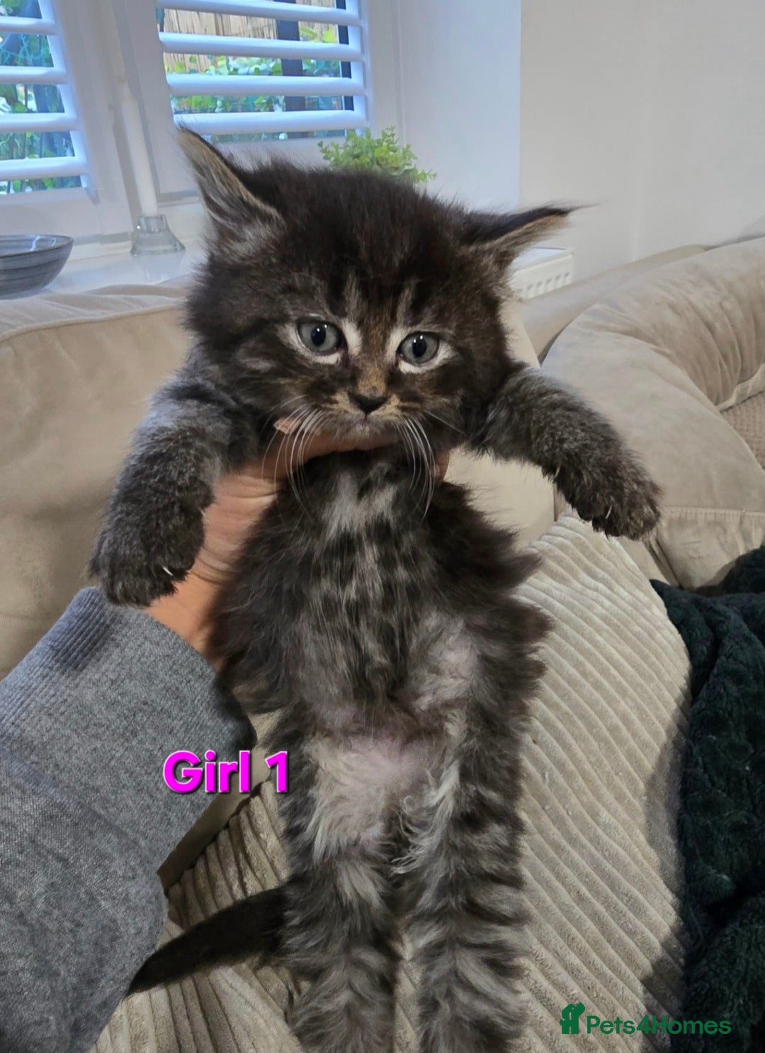 Mixed Breed cats for sale: Fluffy Kittens - Image 4