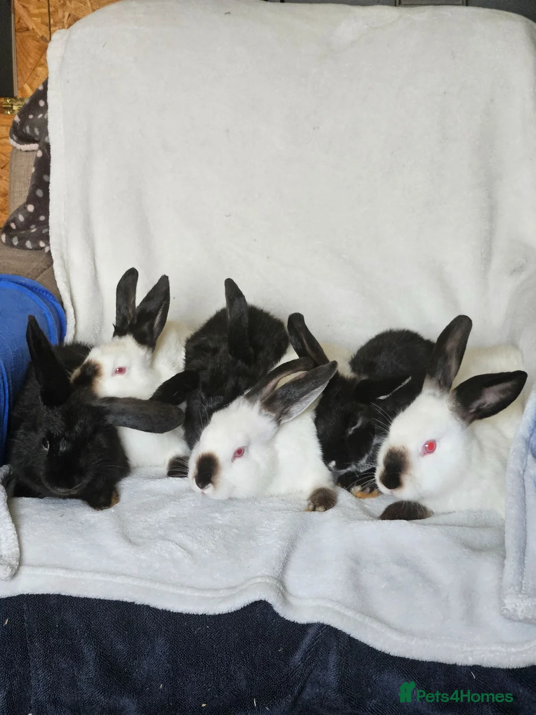 Californian rabbits for sale: Californian bunnies - Advert 2