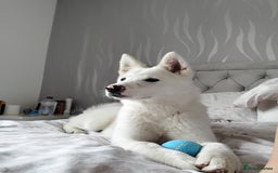 Japanese Akita Inu dogs for sale: Female 6 month akita - Image 1