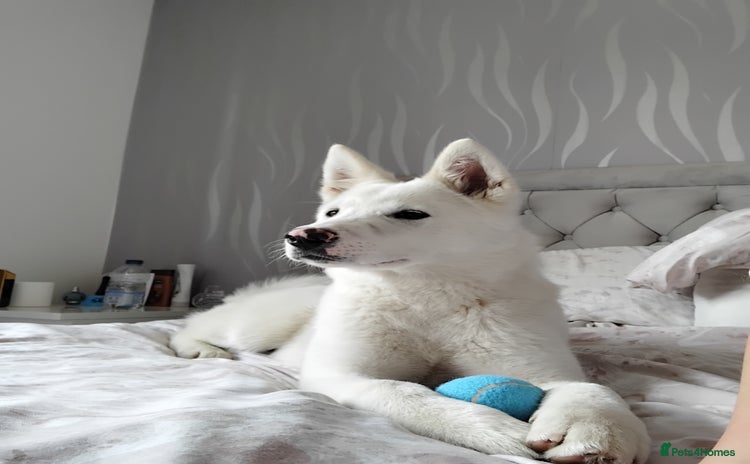 Japanese Akita Inu dogs - Advert 1