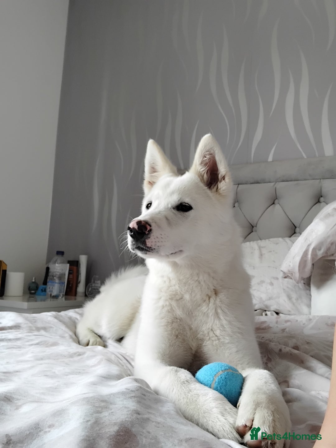 Japanese Akita Inu dogs for sale: Female 6 month akita - Image 1