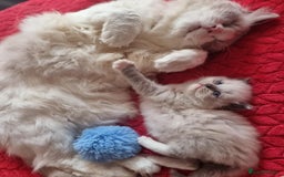 Ragdoll cats for sale: Kitten - Image 28