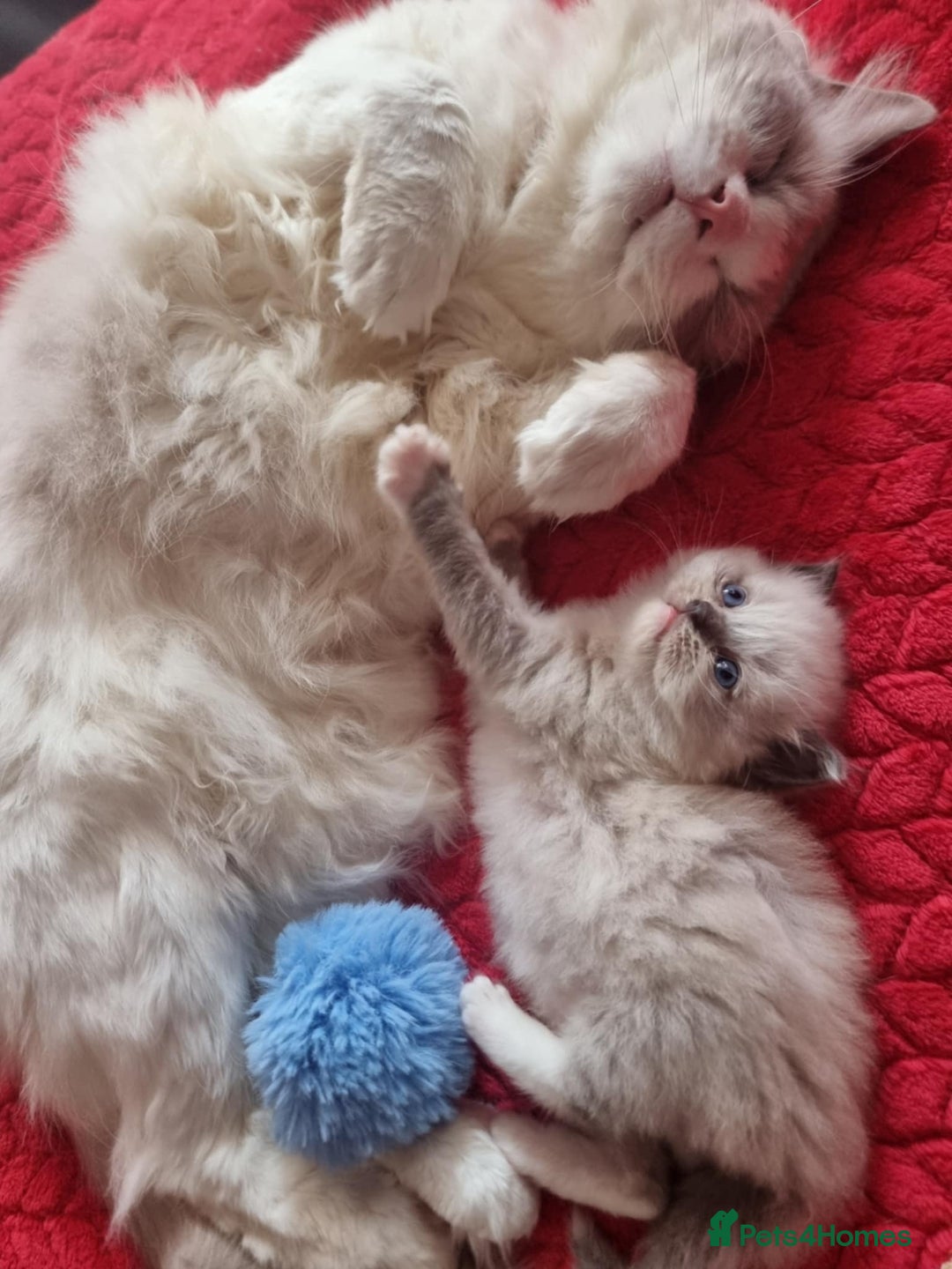 Ragdoll cats for sale: Kitten - Image 28