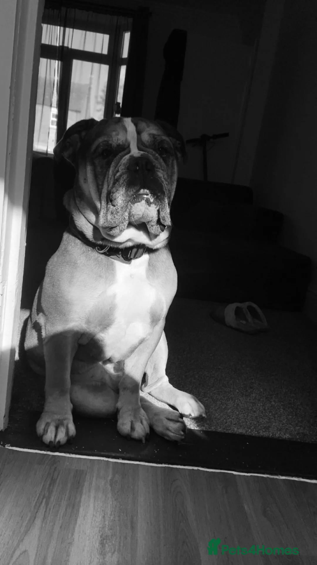 Dorset Olde Tyme Bulldogge dogs for sale: This is my handsome man hooch! - Advert 13