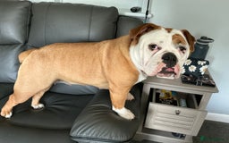 English Bulldog dogs for sale: English bulldog  - Image 1