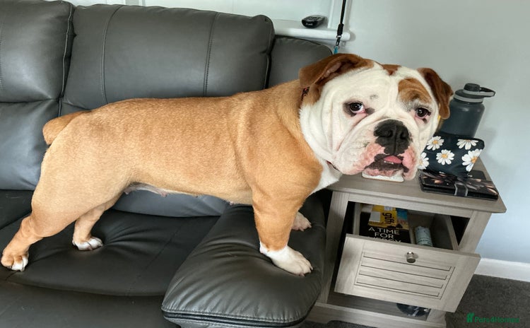 English Bulldog dogs - Advert 1