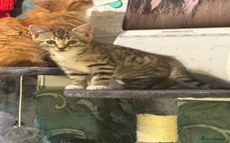 Mixed Breed cats for sale: Beautiful kitten available  - Image 5