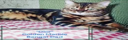Bengal cats for sale: Bengal kittens  in Peterborough - Advert 6