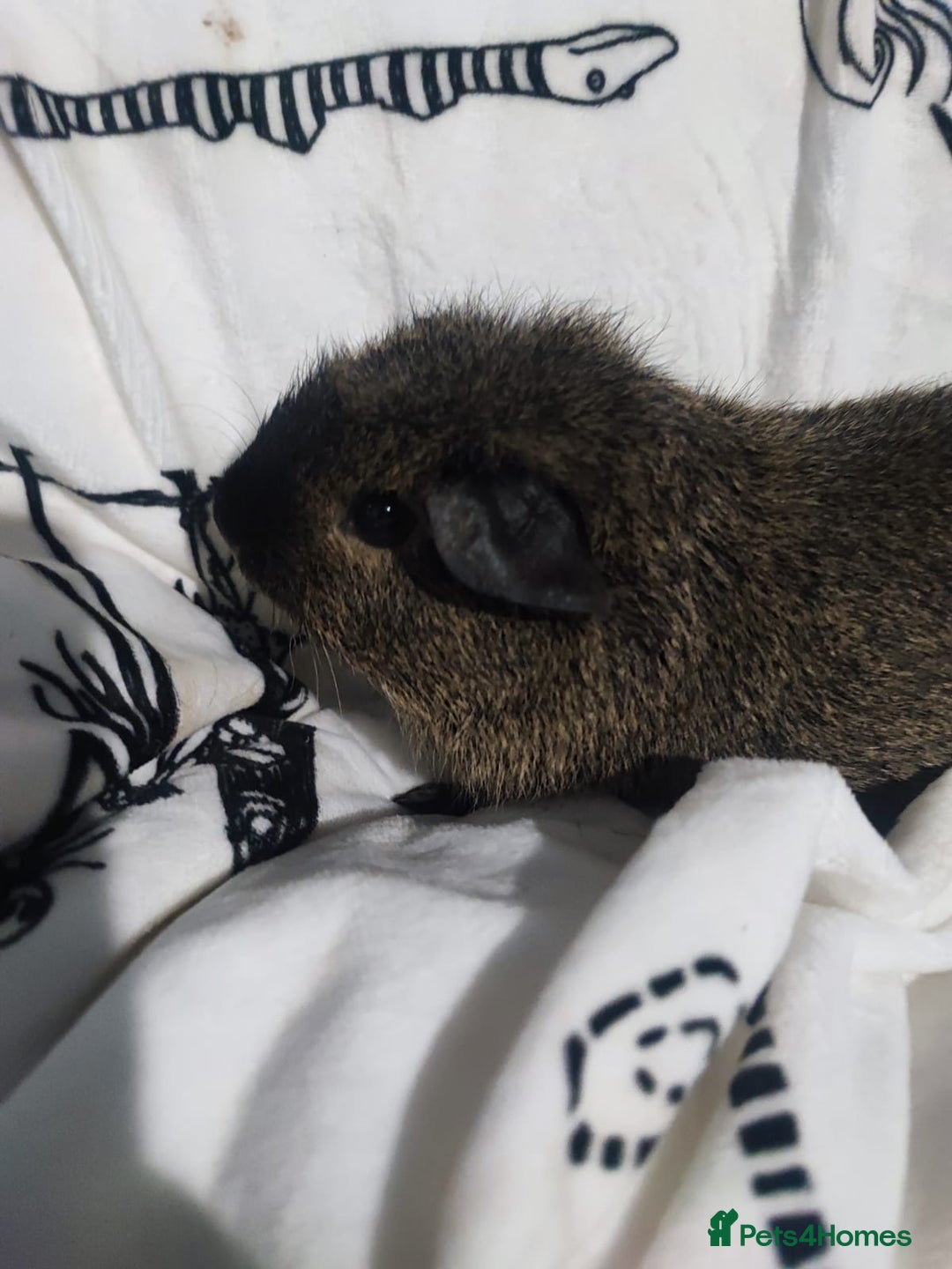 Guinea Pig rodents for sale: Cali marked skinny carrier boys - Advert 3