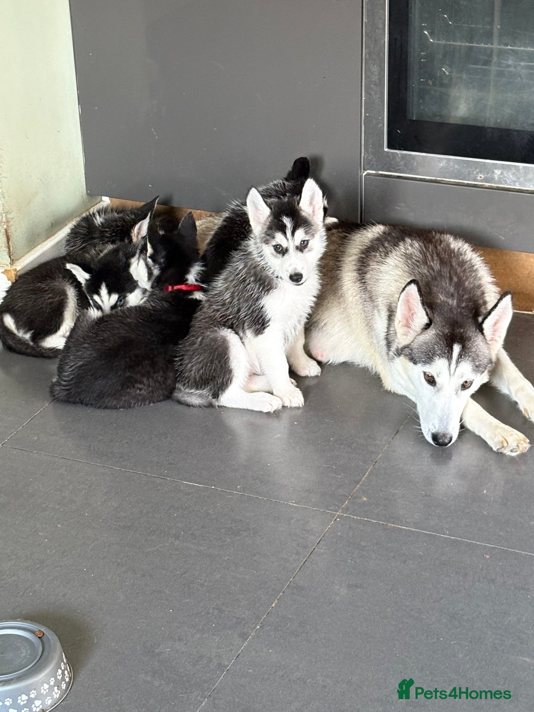 Siberian Husky dogs for sale: Siberian huskies 4 girls and 1 boy - Advert 1