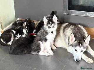 Siberian Husky dogs Siberian huskies 4 girls and 1 boy - Advert 6
