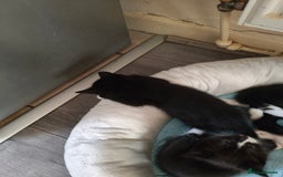 Domestic Shorthair cats for sale: I'm giving away kittens.  - Image 5