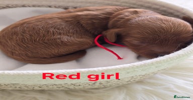 Cavapoo dogs - Advert 2