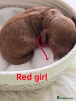 Cavapoo dogs - Advert 3