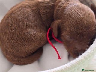 Cavapoo dogs - Advert 14