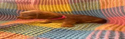 Mixed Breed dogs for sale: Dachshund/terrier puppies  - Advert 12