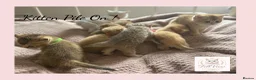 British Shorthair cats for sale: Exceptional Golden British Shorthair Kittens - Advert 3