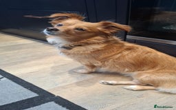 Chihuahua dogs for adoption: FOR ADOPTION - LOLA - SOUTHAMPTON  - Image 3