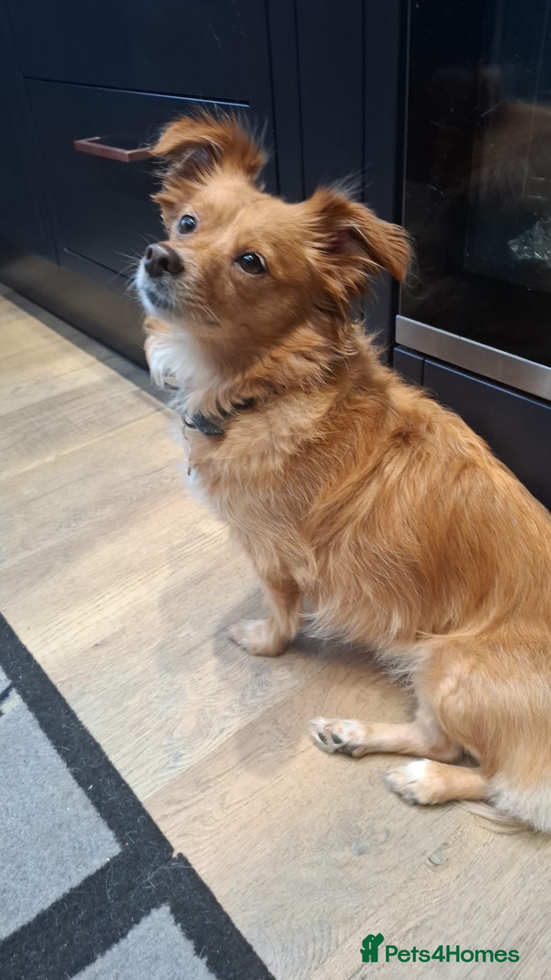 Chihuahua dogs for adoption: FOR ADOPTION - LOLA - SOUTHAMPTON  - Image 3