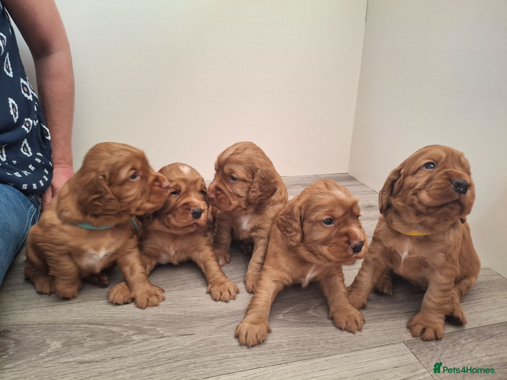 Cocker Spaniel dogs 4 Red Working Cocker Spaniel Boys - Advert 1