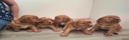 Cocker Spaniel dogs for sale: 4 Red Working Cocker Spaniel Boys - Advert 1