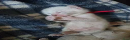 Bengal cats for sale: 🌟Stunning pure snow bengal kittens 🎉 in Southampton - Advert 7