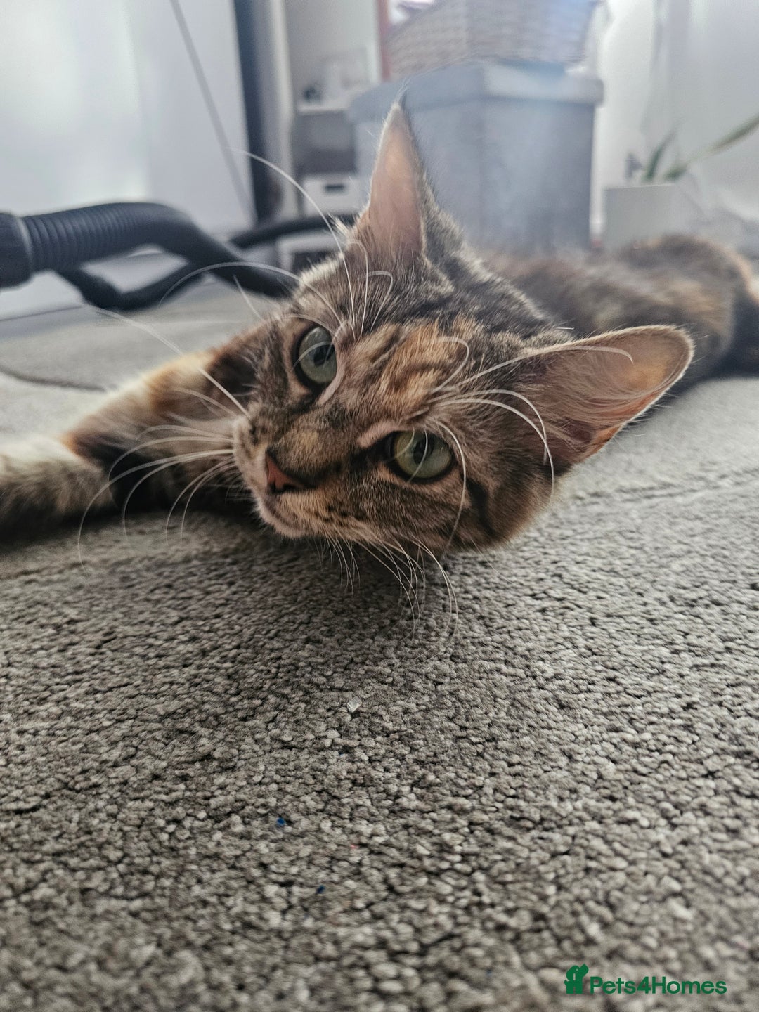 Mixed Breed cats for sale: Beautiful kittens - Advert 10