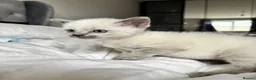Ragdoll cats for sale: Blue point Ragdoll kittens  - Advert 15