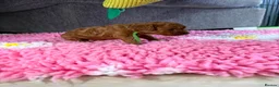 Cavapoo dogs for sale: F1BB Toy Cavapoo in Peterborough - Advert 8