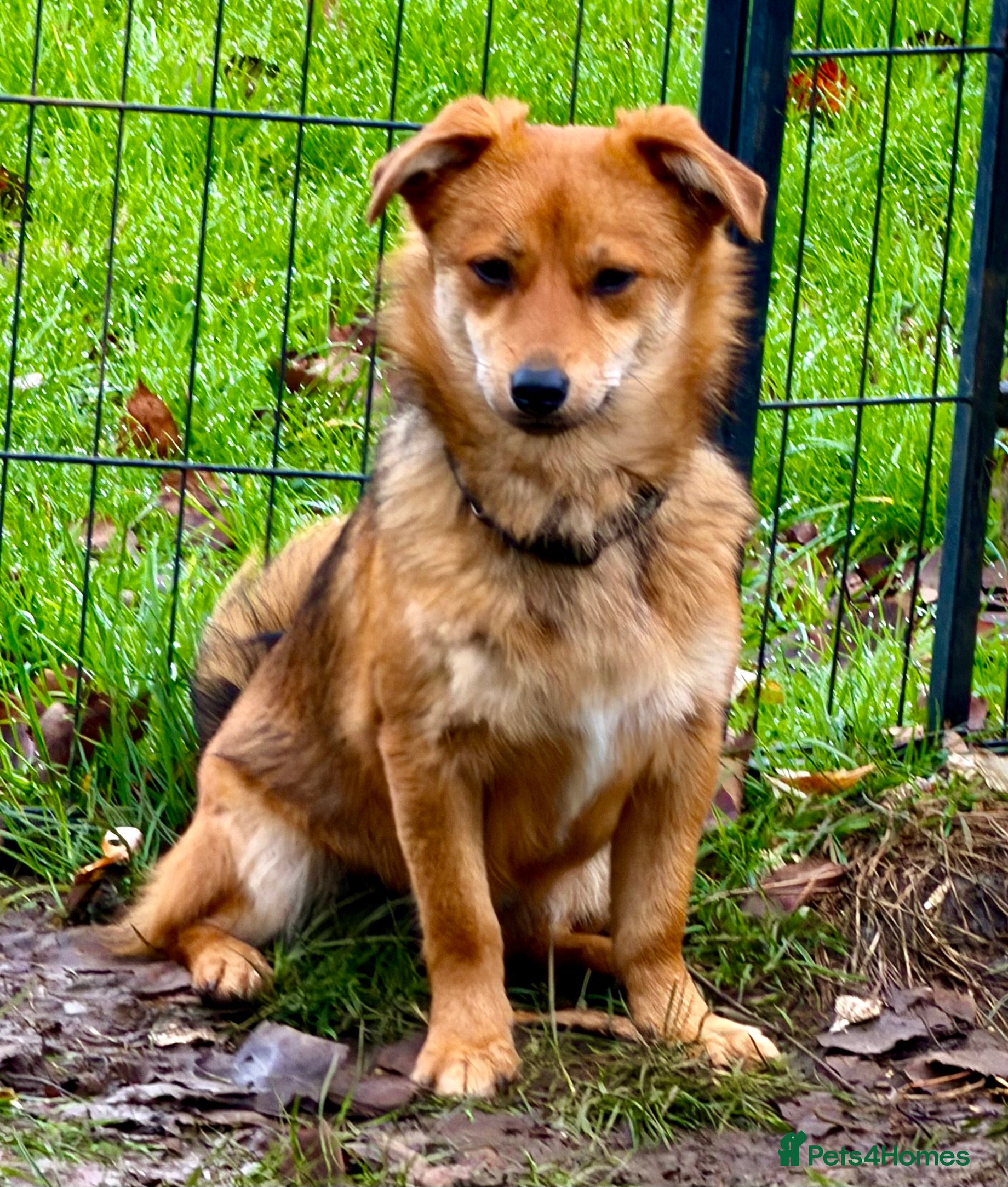 Border Collie dogs 🐾 MAYA – Female Border Collie (Very Small) - Advert 4