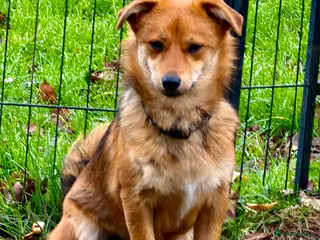 Border Collie dogs 🐾 MAYA – Female Border Collie (Very Small) - Advert 4