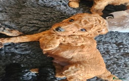 Miniature Poodle dogs for sale: Beautiful Health Tested Poodles - Advert 34