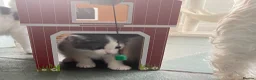 Mixed Breed cats for sale: Affectionate, Playful Ragdoll Cross Kittens - Advert 11