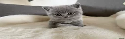 British Shorthair cats for sale: Blue British short hair babies for sale  - Advert 16