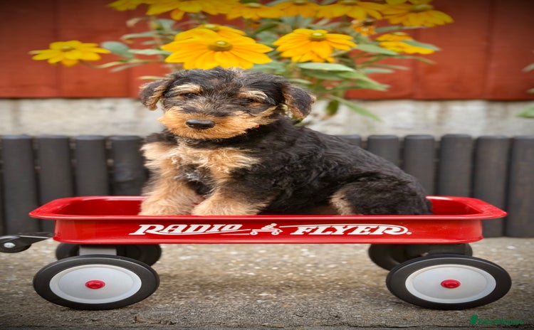 Airedale Terrier dogs - Advert 1