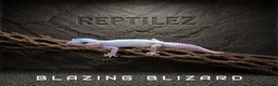 Leopard Gecko reptiles for sale: LEOPARD GECKOS - Advert 4
