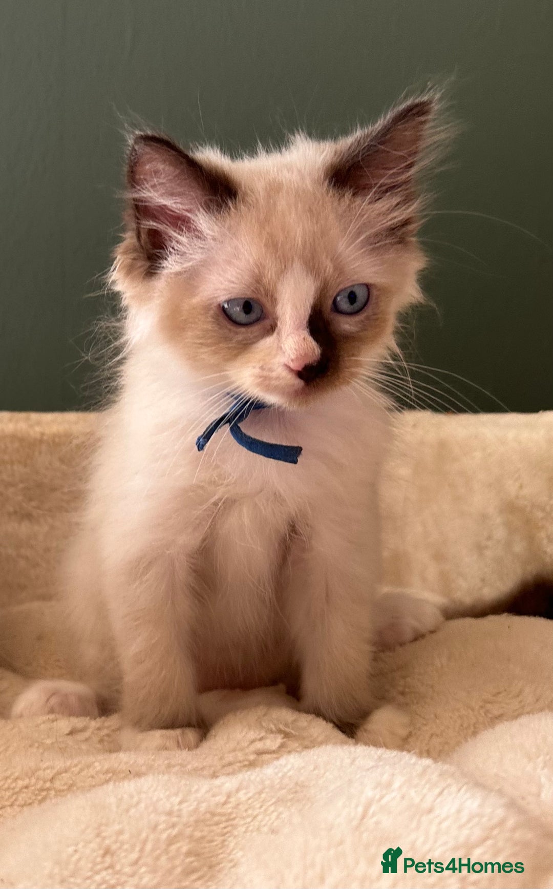 Ragdoll cats for sale: Ragdoll Boy  - Image 2