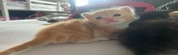 Domestic Shorthair cats for sale: Beautiful kittens for sale in Leicester - Advert 5