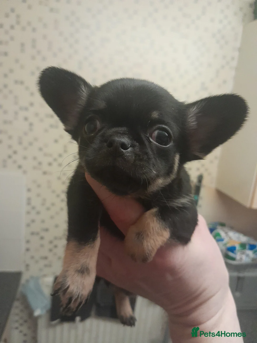 Chihuahua dogs for sale: Chihuahua pups in Doncaster - Advert 2
